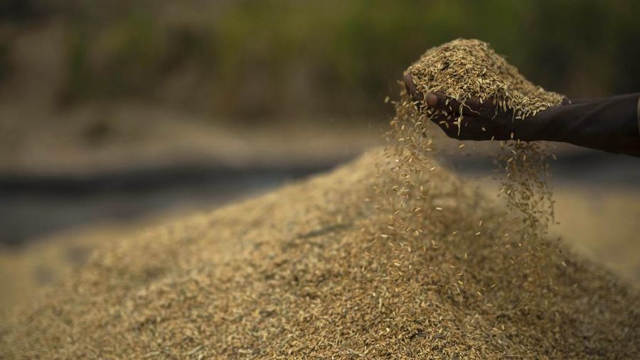 Rice crop is held in a paddy field on the outskirts of Guwahati, India, Tuesday, June 6, 2023. Experts are warning that rice production across South and Southeast Asia is likely to suffer with the world heading into an El Nino. (AP Photo/Anupam Nath)