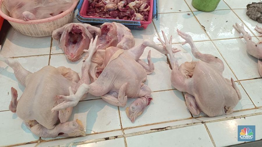 Harga daging ayam terpantau terus melonjak, bahkan harga ayam berukuran besar ada yang sampai menyentuh Rp 100.000 per 2 kilogram (kg) di Pasar Jaya Gondangdia, Jakarta Pusat, Senin (17/7/2023). (CNBC Indonesia/Martyasari Rizky)