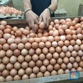 AS Kiamat Telur-Harga Naik Gila-gilaan, Anak Buah Trump Buka Suara