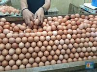 AS Kiamat Telur-Harga Naik Gila-gilaan, Anak Buah Trump Buka Suara