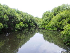 Hari Mangrove Sedunia 2024: Sejarah, Tujuan, dan Cara Memperingatinya