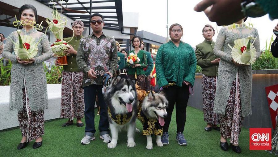 Sepasang anjing Jojo dan Luna menikah di kawasan Pantai Indah Kapuk, Jakarta, Jumat (14/7). Acara pernikahan menghabiskan duit sebesar Rp200 juta. (Dok. CNN Indonesia/Safir Makki)