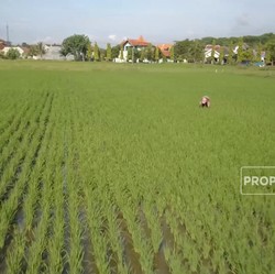 Kredit Usaha Alat Pertanian Jadi Cara Mitigasi Dampak El-Nino