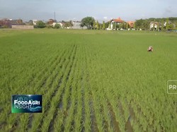 Ancaman El Nino, RI Waspada Panas Mendidih & Kemarau Panjang