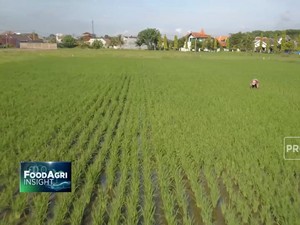 Ancaman El Nino, RI Waspada Panas Mendidih & Kemarau Panjang