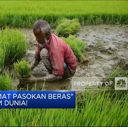 Video: Awas! 