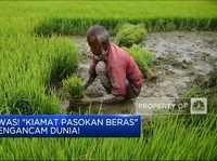 Video: Awas! 