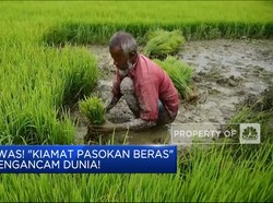 Video: Awas! "Kiamat Pasokan Beras" Mengancam Dunia!