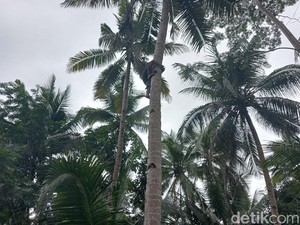 Throwback: Cari Burung Berujung Nyangkut di Pohon Kelapa