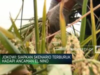 Ini Cara Pemerintah, Koperasi Hingga Swasta Hadapi El Nino