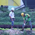 Menthobi (MKTR) Produksi Pupuk 5 Ton per Jam, Ini Rahasianya