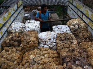 Sumut Ekspor 26.339 Ton Karet di 2023, Terendah dalam 7 Tahun