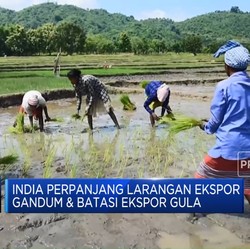 Video: India Mulai Setop Ekspor Beras Per 20 Juli 2023