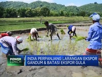 Video: India Mulai Setop Ekspor Beras Per 20 Juli 2023