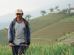 Baru 30% Petani Sumsel Terima Pupuk Subsidi, Padahal Lahan-Produksi Beras Tinggi
