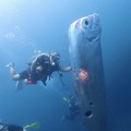 Ikan Kiamat Raksasa Muncul, Ilmuwan Beberkan Faktanya