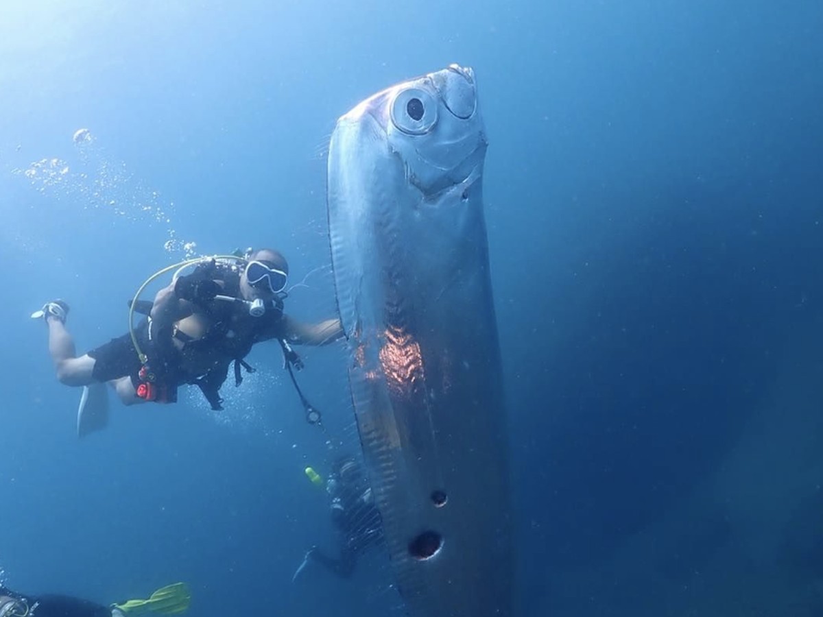 Penemuan Ikan Oarfish Raksasa di Taiwan, Mitos dan Fakta Terungkap