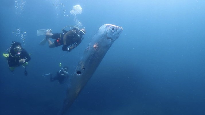 Penampakan ikan oarfish (Dok: Instagram @Chengruwang)