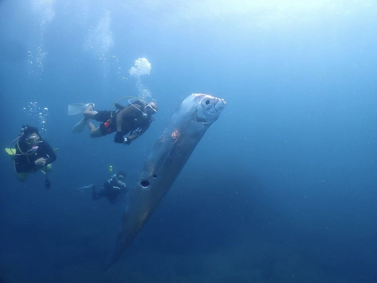 Mitos dan Fakta di Balik Oarfish, Ikan Kiamat yang Sering Muncul di Laut