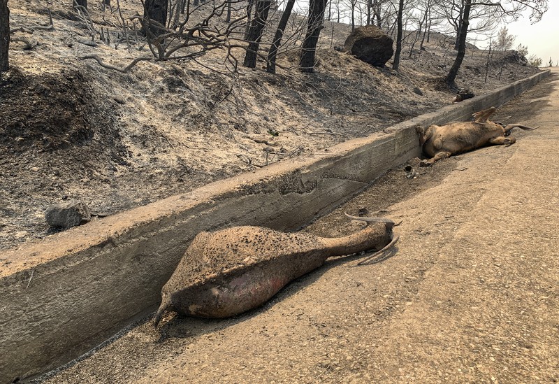 Petugas pemadam kebakaran Rumania memberikan air kepada kelinci yang diselamatkan dari kebakaran hutan di pulau Rhodes, Yunani, 24 Juli 2023. (Romanian Government's Department for Emergencies/Handout via REUTERS)