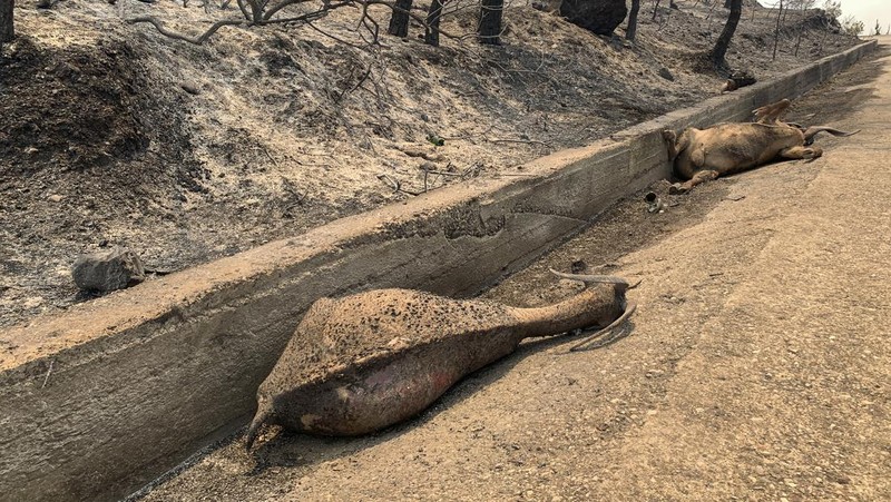 Petugas pemadam kebakaran Rumania memberikan air kepada kelinci yang diselamatkan dari kebakaran hutan di pulau Rhodes, Yunani, 24 Juli 2023. (Romanian Government's Department for Emergencies/Handout via REUTERS)