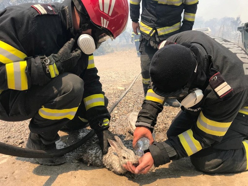 Petugas pemadam kebakaran Rumania memberikan air kepada kelinci yang diselamatkan dari kebakaran hutan di pulau Rhodes, Yunani, 24 Juli 2023. (Romanian Government's Department for Emergencies/Handout via REUTERS)