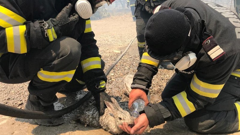 Petugas pemadam kebakaran Rumania memberikan air kepada kelinci yang diselamatkan dari kebakaran hutan di pulau Rhodes, Yunani, 24 Juli 2023. (Romanian Government's Department for Emergencies/Handout via REUTERS)