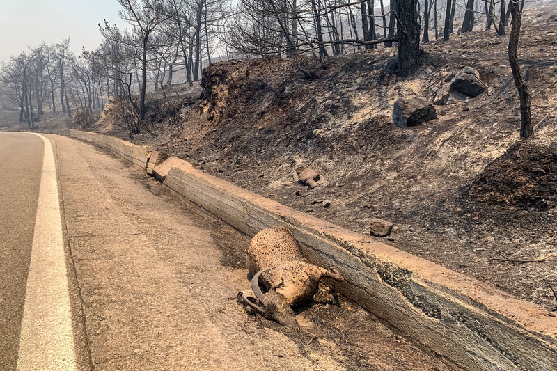 Petugas pemadam kebakaran Rumania memberikan air kepada kelinci yang diselamatkan dari kebakaran hutan di pulau Rhodes, Yunani, 24 Juli 2023. (Romanian Government's Department for Emergencies/Handout via REUTERS)