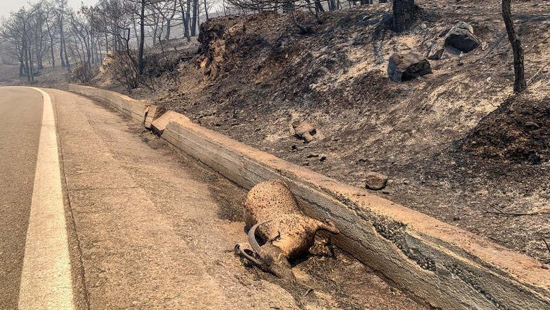 Petugas pemadam kebakaran Rumania memberikan air kepada kelinci yang diselamatkan dari kebakaran hutan di pulau Rhodes, Yunani, 24 Juli 2023. (Romanian Government's Department for Emergencies/Handout via REUTERS)