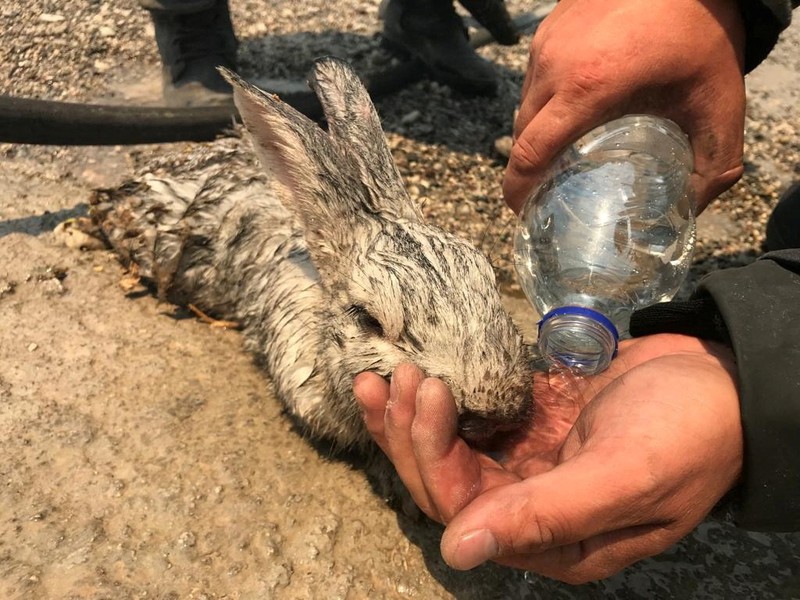 Petugas pemadam kebakaran Rumania memberikan air kepada kelinci yang diselamatkan dari kebakaran hutan di pulau Rhodes, Yunani, 24 Juli 2023. Petugas pemadam kebakaran Rumania memberikan air kepada kelinci yang diselamatkan dari kebakaran hutan di pulau Rhodes, Yunani, 24 Juli 2023. (Romanian Government's Department for Emergencies/Handout via REUTERS)