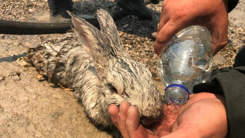 Petugas pemadam kebakaran Rumania memberikan air kepada kelinci yang diselamatkan dari kebakaran hutan di pulau Rhodes, Yunani, 24 Juli 2023. (Romanian Government's Department for Emergencies/Handout via REUTERS)