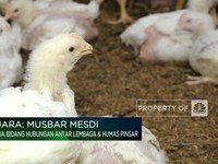 Ini Penyebab Harga Ayam di Peternak Murah Tapi di Pasar Mahal