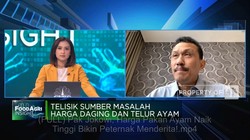 Pak Jokowi, Harga Pakan Ayam Meroket Bikin Peternak Menderita