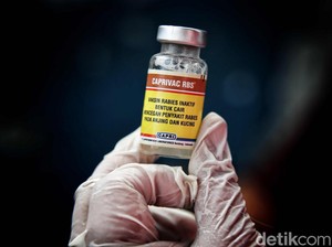 Puluhan Ribu Anjing Liar dan Peliharaan di Bangli Bakal Divaksin Massal