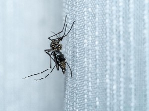 Ratusan Warga Ponorogo Terjangkit Chikungunya, Bagaimana Surabaya?