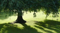 Kalender Jawa Senin Kliwon 13 April 2026: Jangan Neduh Bawah Pohon!