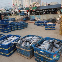 Perusahaan China Borong Udang-Baby Tuna RI, Nilainya Segini