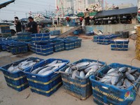 Perusahaan China Borong Udang-Baby Tuna RI, Nilainya Segini