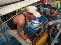 Penampakan Nelayan Muara Angke Panen Besar, Rezeki El Nino
