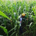 Simak! Ini Alasan RI Krisis Petani Muda