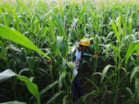 Simak! Ini Alasan RI Krisis Petani Muda