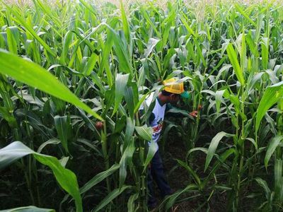 Simak! Ini Alasan RI Krisis Petani Muda