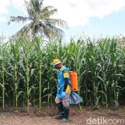 Genjot Padi-Jagung, Mentan Minta Tambahan Anggaran Rp 5,83 T