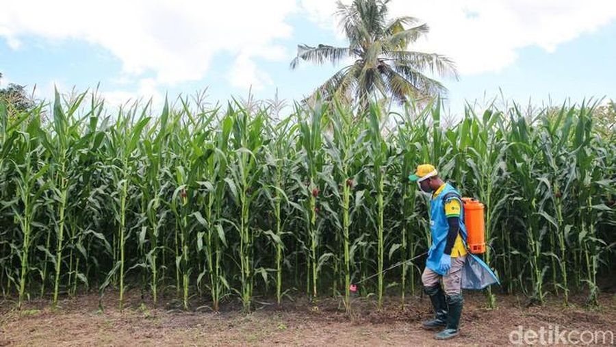 Benih Jagung Bioteknologi (Detikcom/Grandyos Zafna)