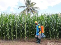 Genjot Padi-Jagung, Mentan Minta Tambahan Anggaran Rp 5,83 T