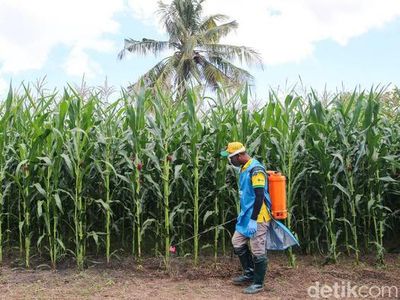 Pemerintah Siap Bentuk Tim Pokja Perbenihan, Ini Fungsinya!