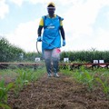 Kementan Jajal Tanam Jagung di Lahan Gambut, Targetnya Ini