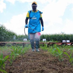 Kementan Jajal Tanam Jagung di Lahan Gambut, Targetnya Ini