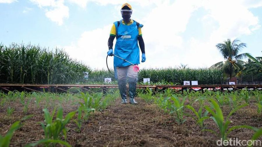 Benih Jagung Bioteknologi (Detikcom/Grandyos Zafna)