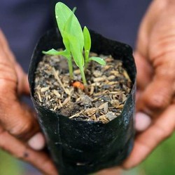 Indonesia Punya Senjata Baru Hadapi Krisis Iklim & Pangan